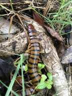 Image of Florida Keys Centipede