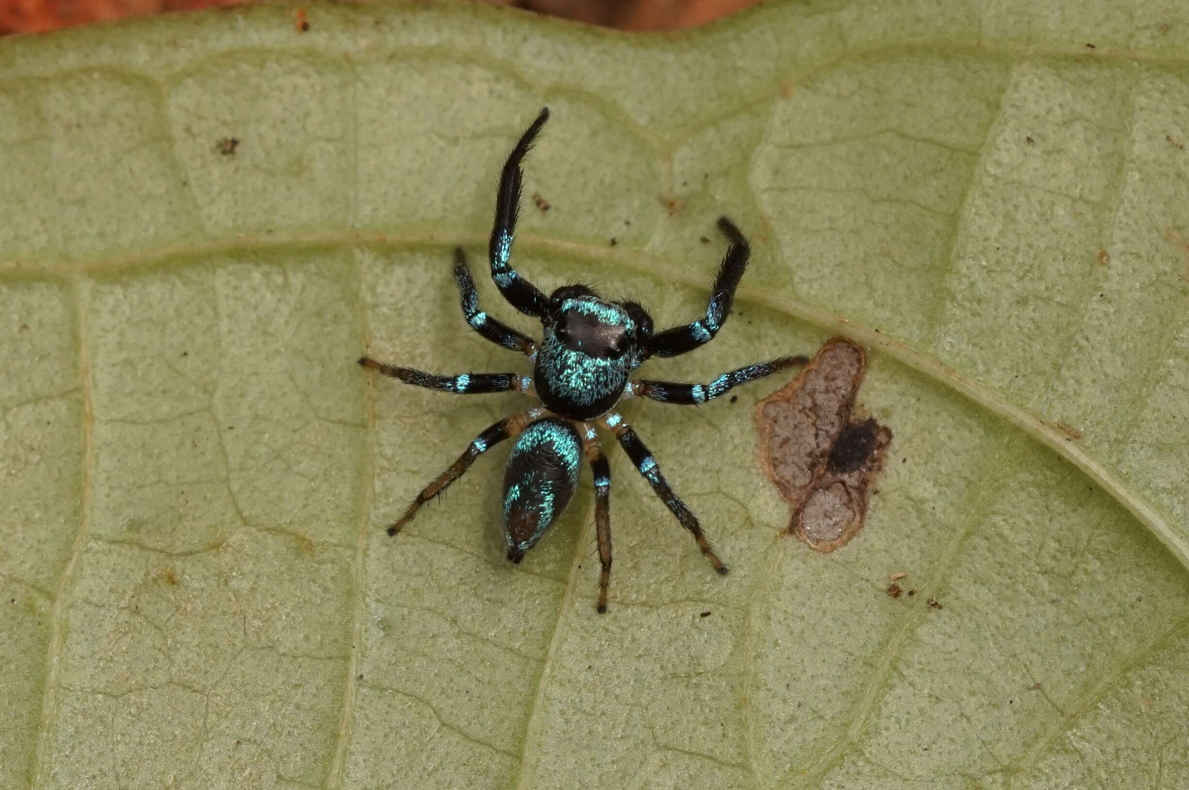 Image of Thiania bhamoensis Thorell 1887