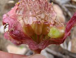 Imagem de Haemanthus coccineus L.