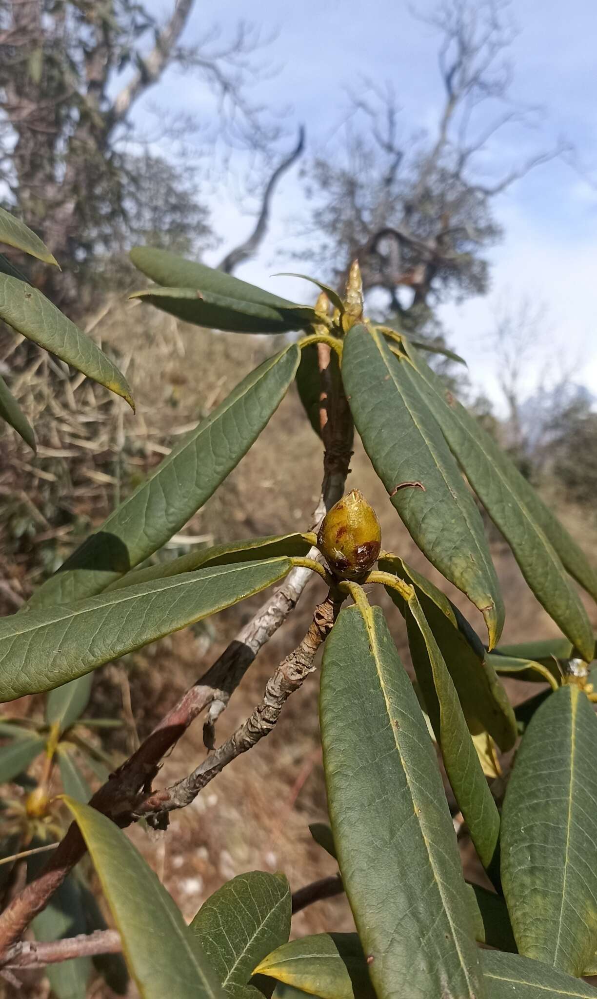 Image of Rhododendron barbatum Wall. ex G. Don