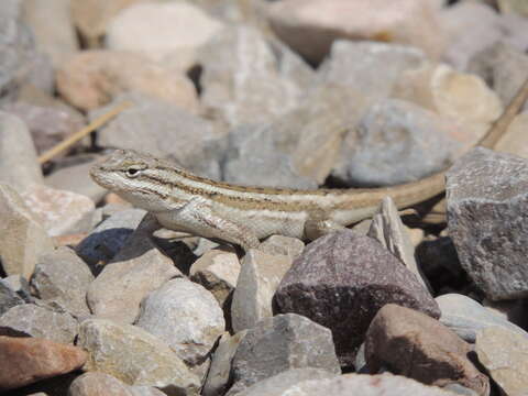 Image of Southwestern Fence Lizard