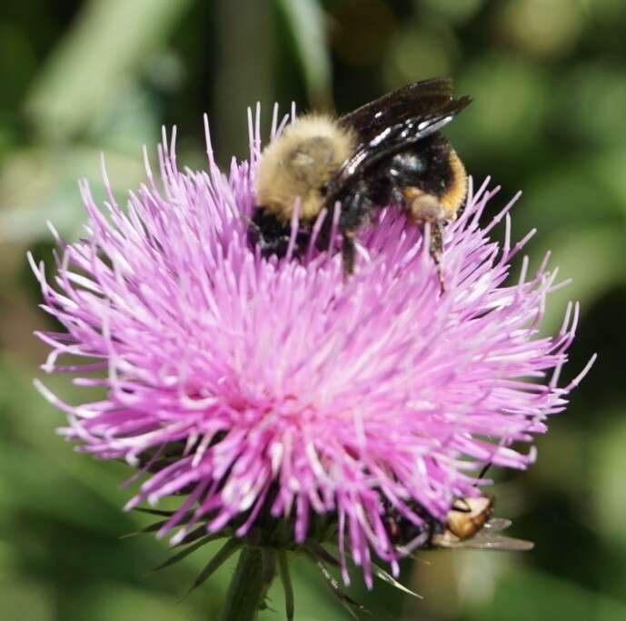 Imagem de Bombus bellicosus Smith 1879