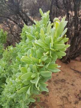 Image of Othonna cerarioides