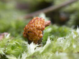 Image of Ophiocordyceps variabilis (Petch) G. H. Sung, J. M. Sung, Hywel-Jones & Spatafora 2007