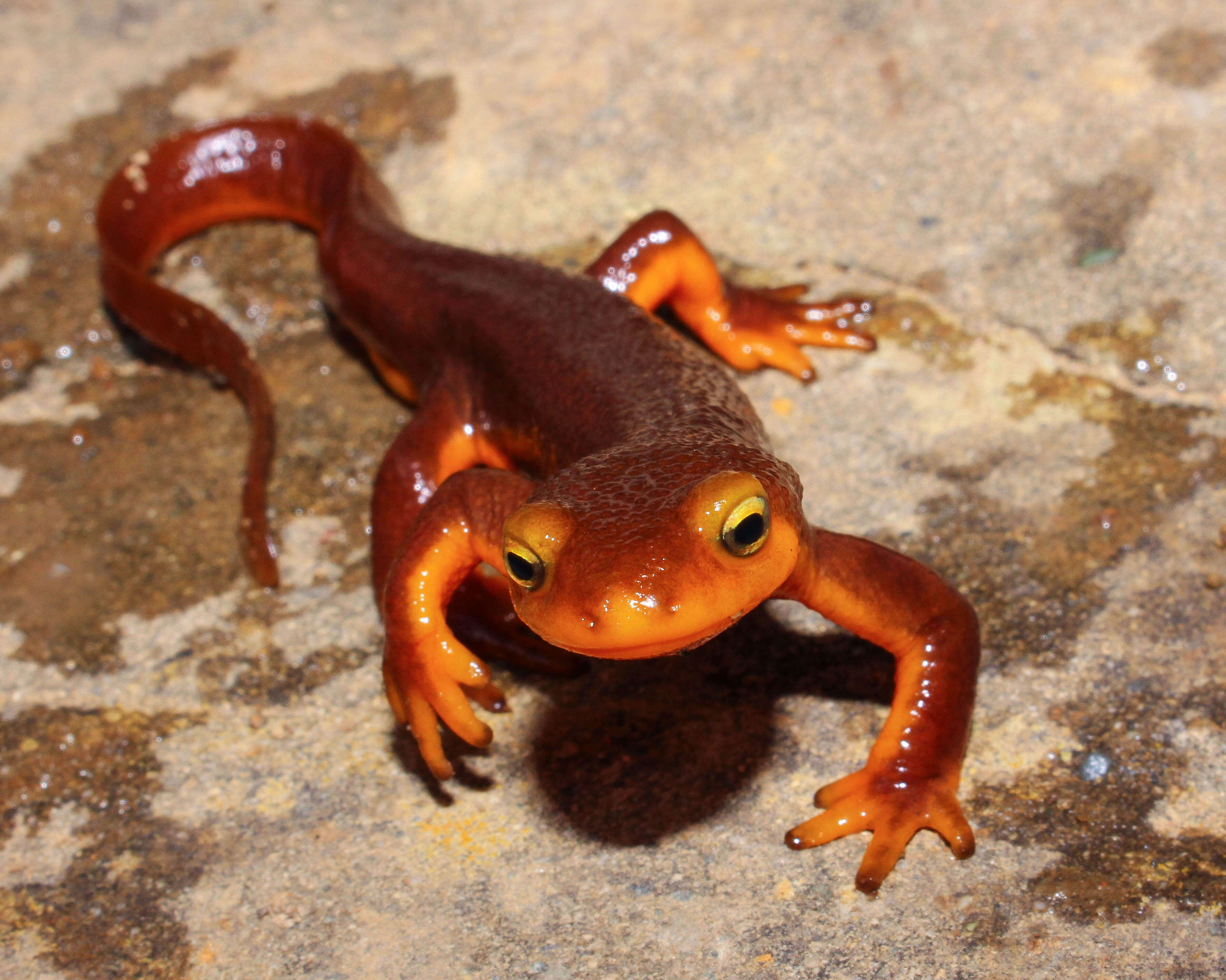 Image of California Newt