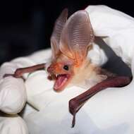 Image of pallid bat