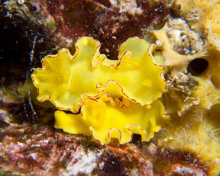 Image of Diversidoris flava (Eliot 1904)