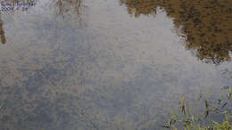 Image of Asiatic Toad