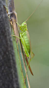 Image of Long-winged conehead