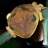 Image de Boana appendiculata