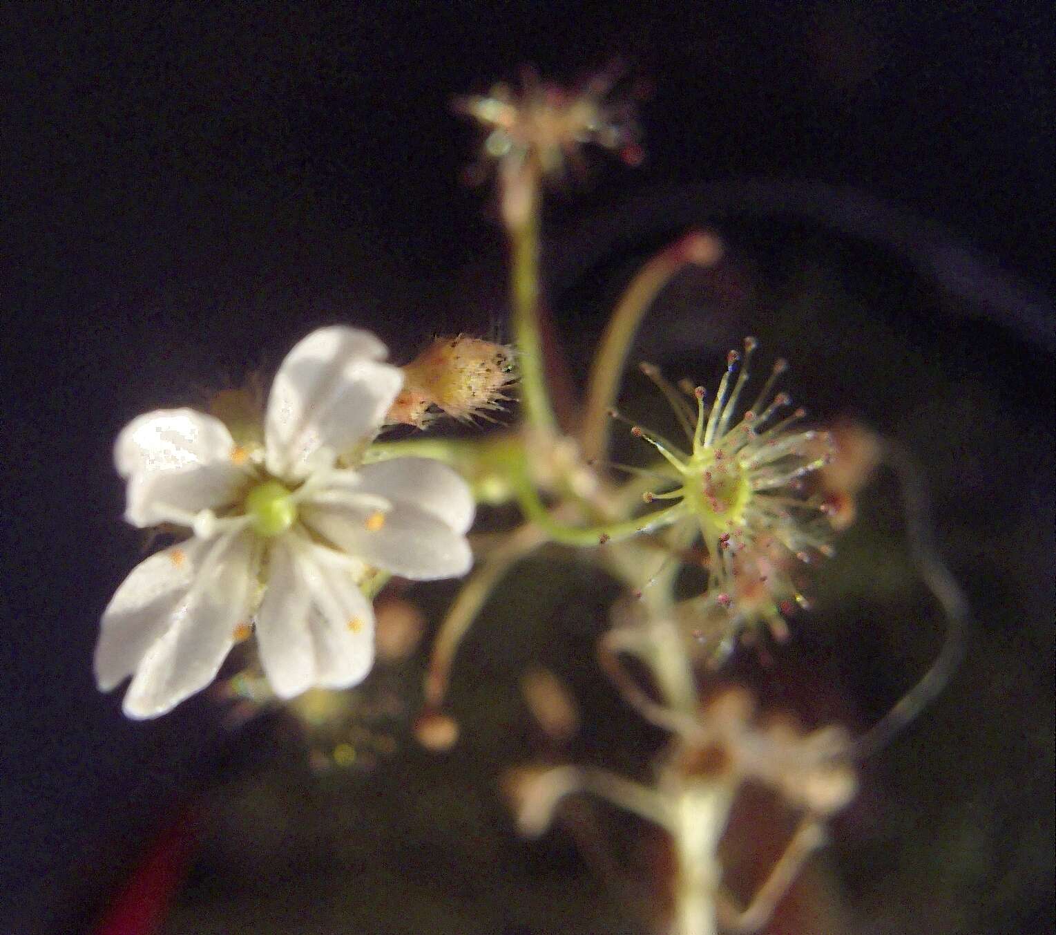 Image of Drosera banksii R. Br. ex DC.