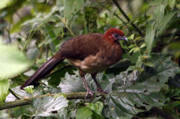 Plancia ëd Ortalis erythroptera Sclater, PL & Salvin 1870