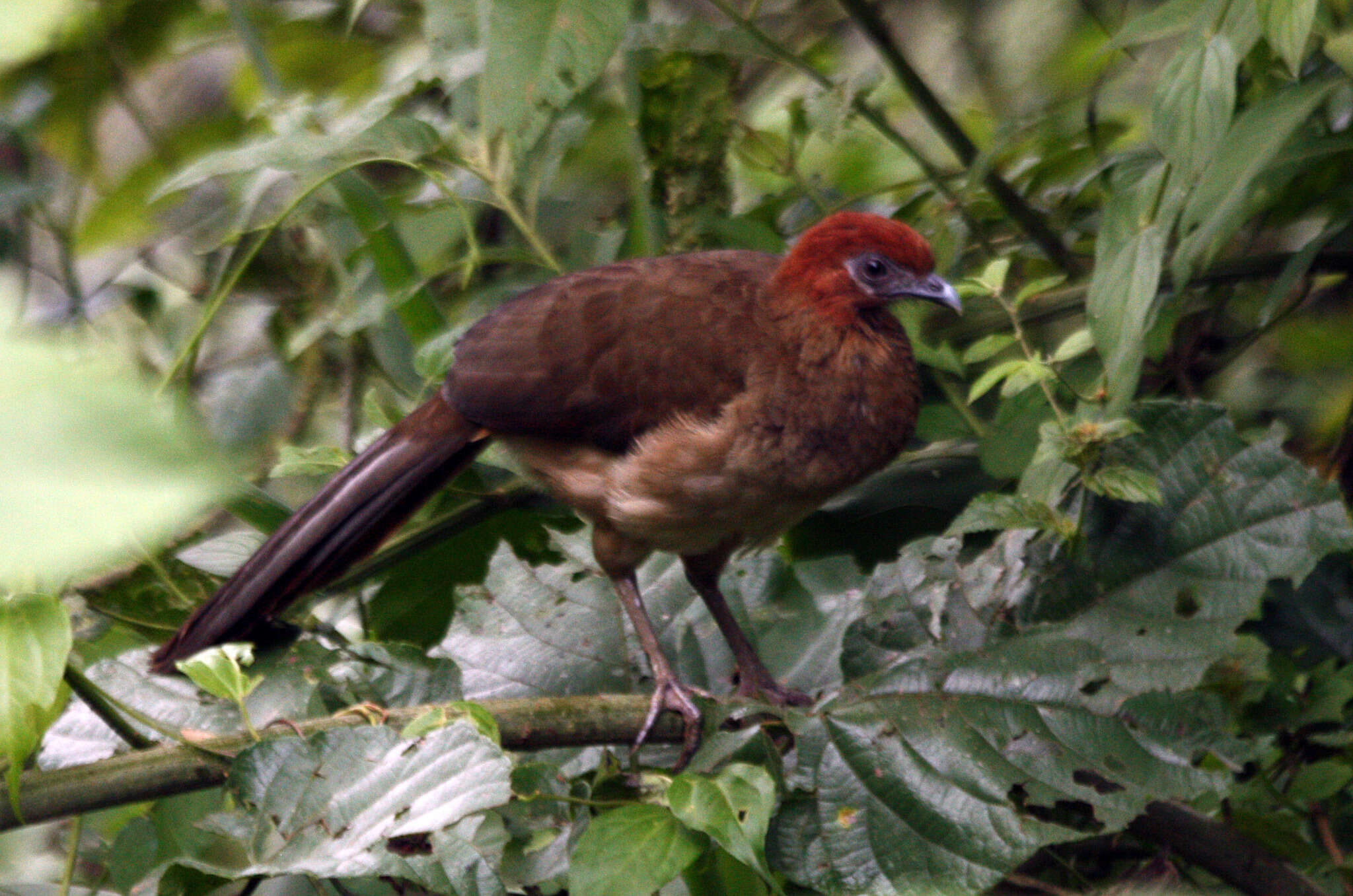 Image of Rufous-headed Chachalaca