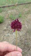 Image of Allium regelianum A. K. Becker