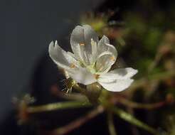 Image of Drosera banksii R. Br. ex DC.