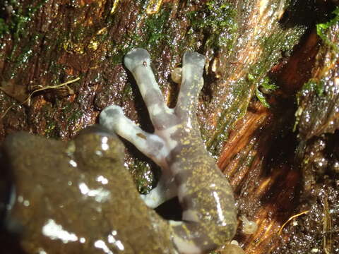 Image of Hyloscirtus criptico Coloma, Carvajal-Endara, Dueñas, Paredes-Recalde, Morales-Mite & Almeida-Reinoso et al. 2012