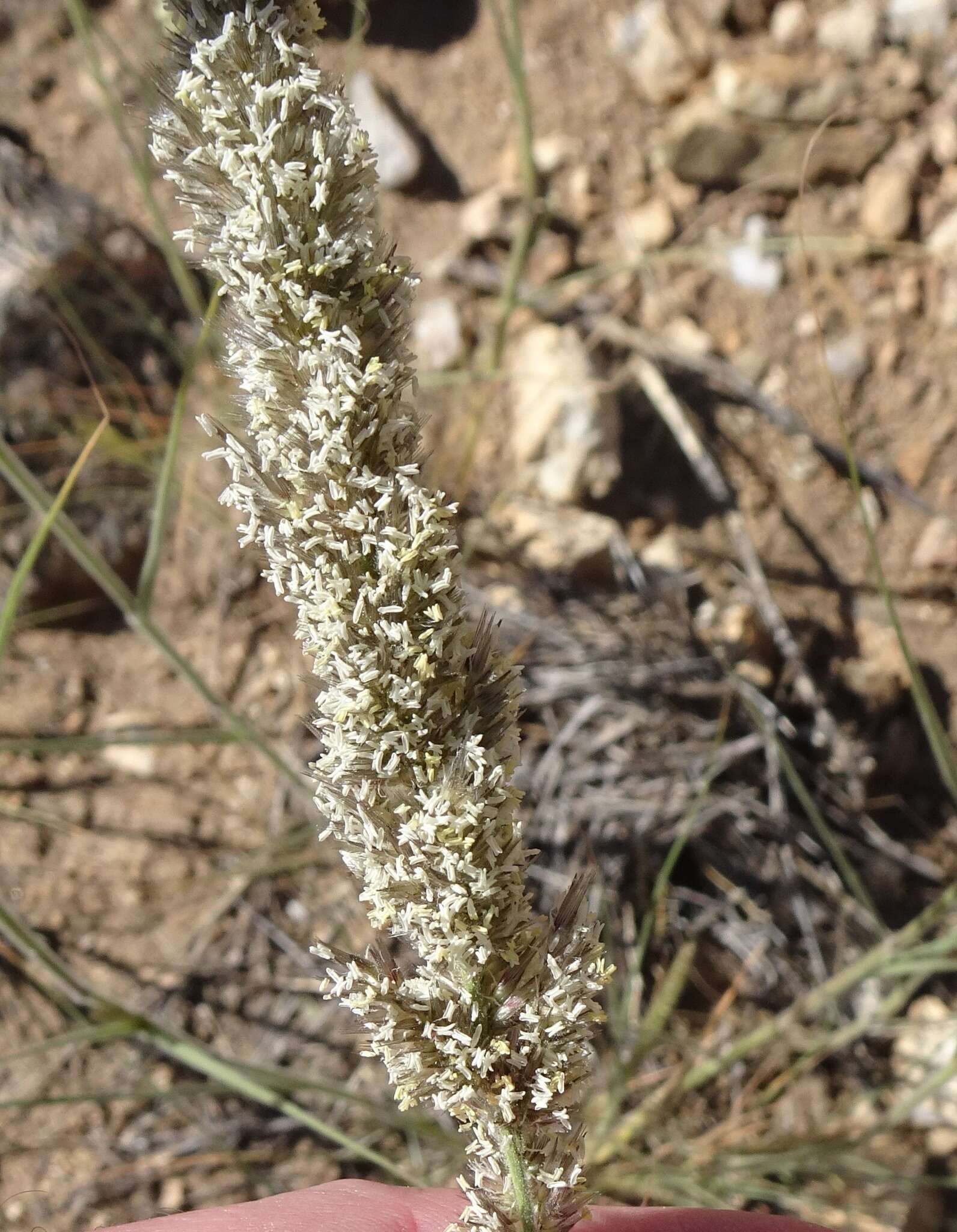 Image of soft feather pappusgrass