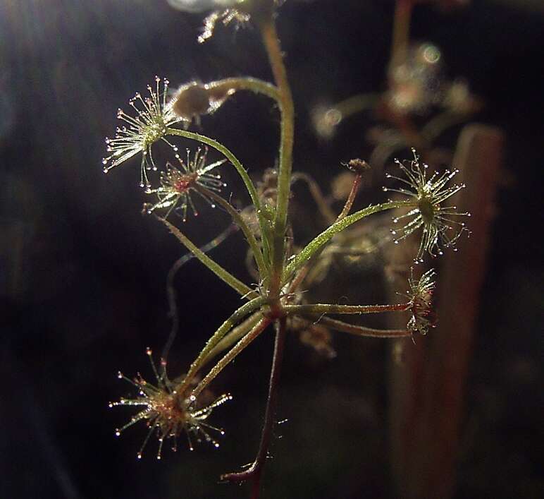 Image of Drosera banksii R. Br. ex DC.