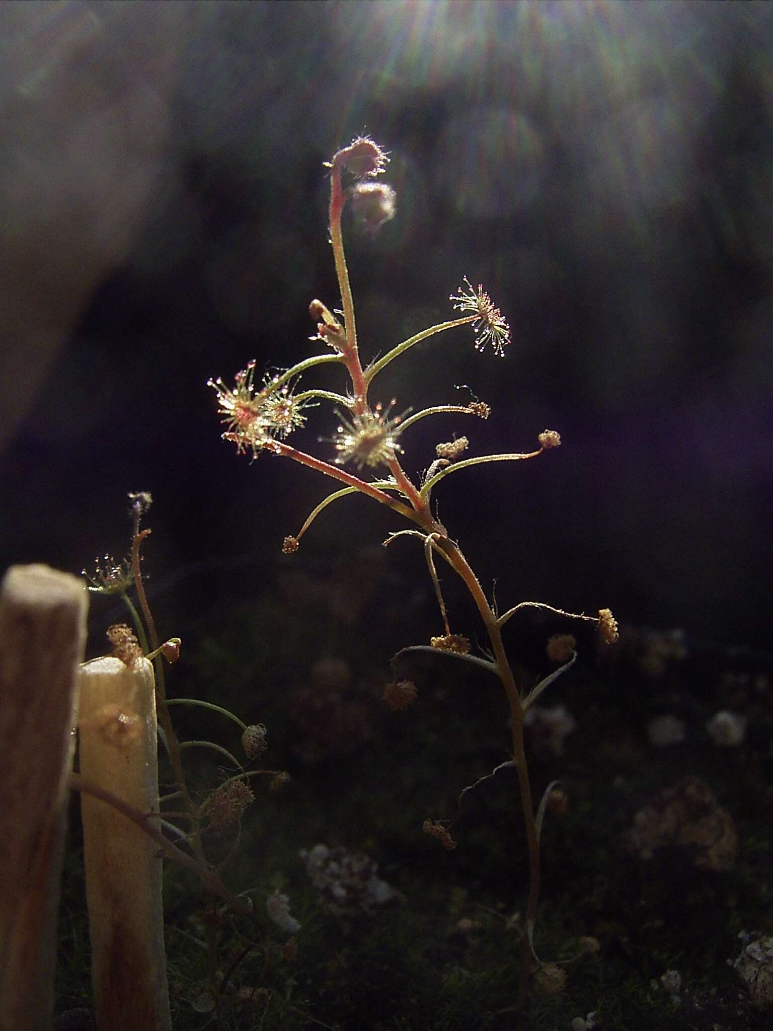 Image of Drosera banksii R. Br. ex DC.