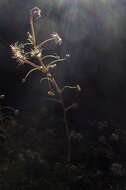 Image of Drosera banksii R. Br. ex DC.