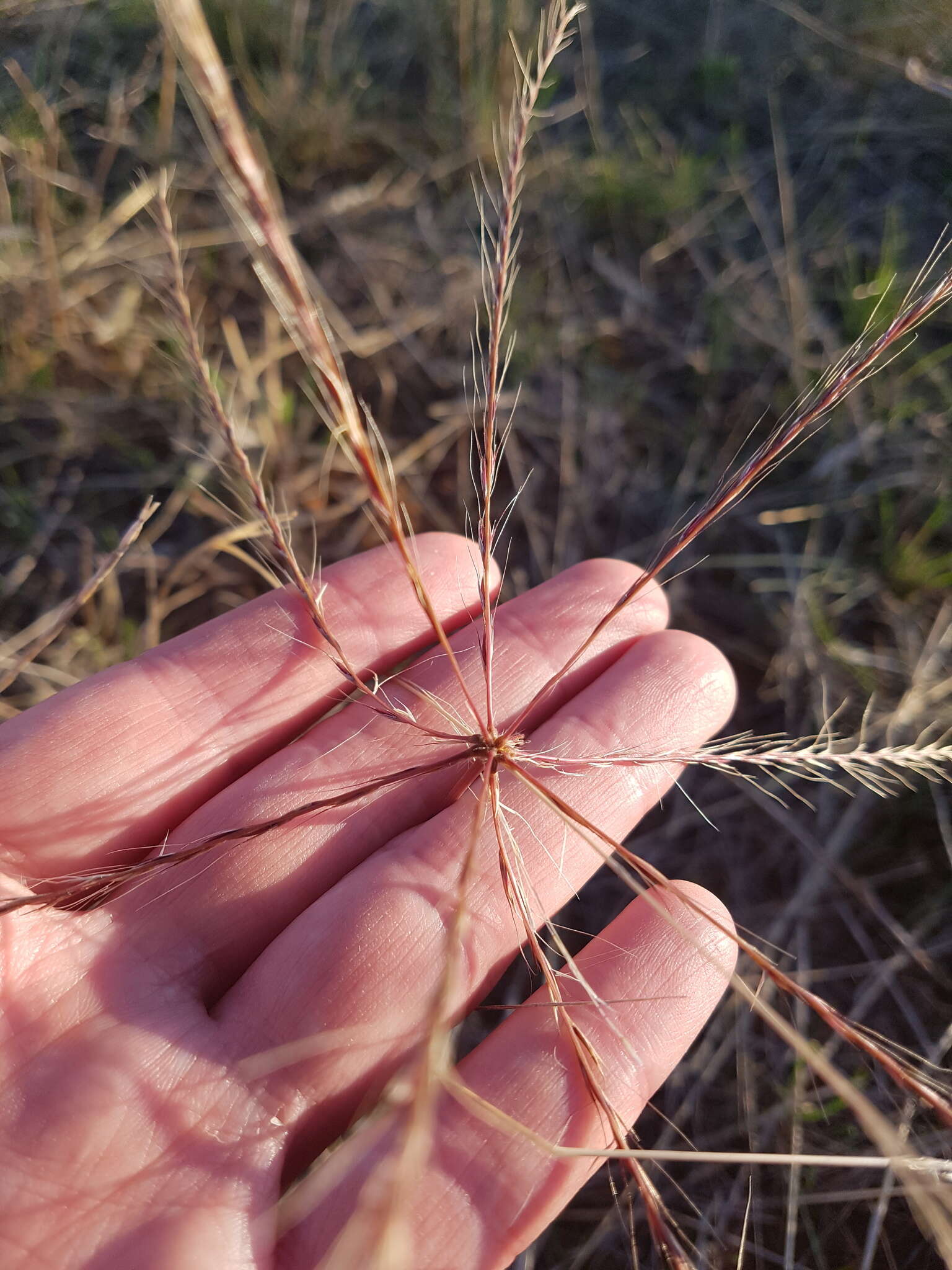 Image of umbrella grass