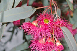 Eucalyptus sideroxylon A. Cunn. ex Woolls resmi