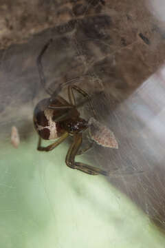 Image of Cobweb weaver