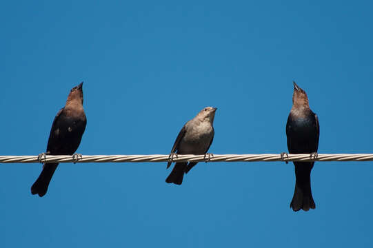 Image of Cowbird