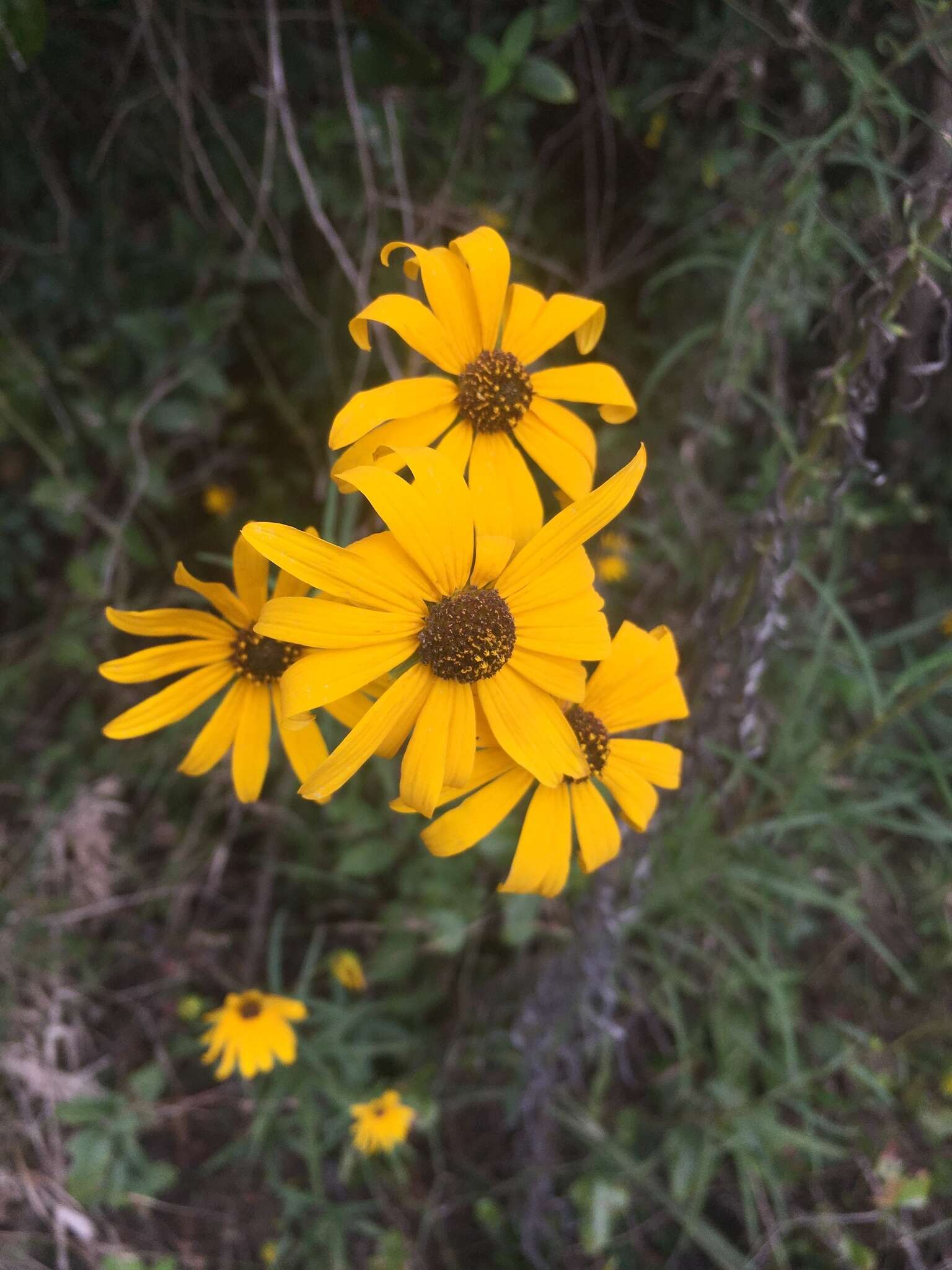 Image of swamp sunflower