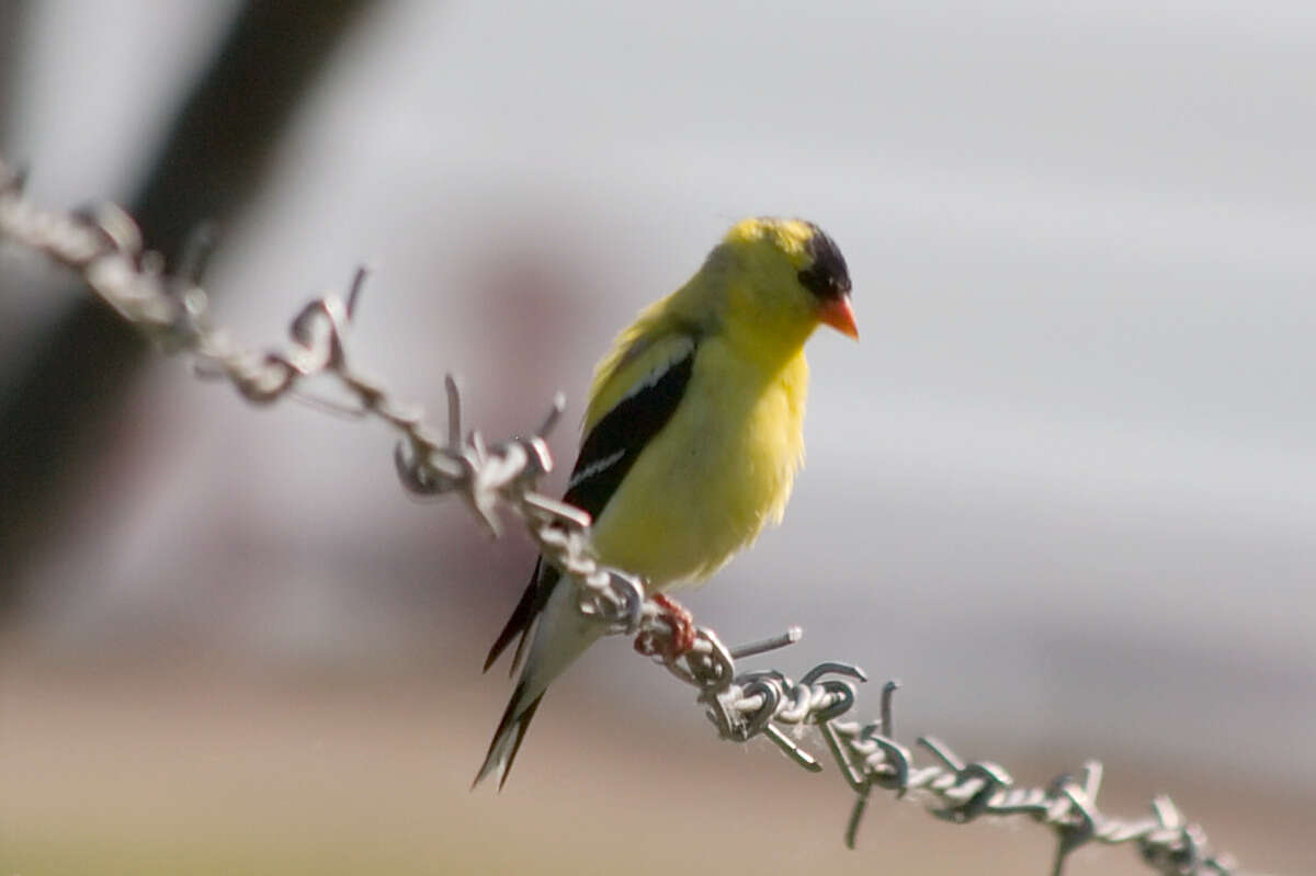 Image of American Goldfinch