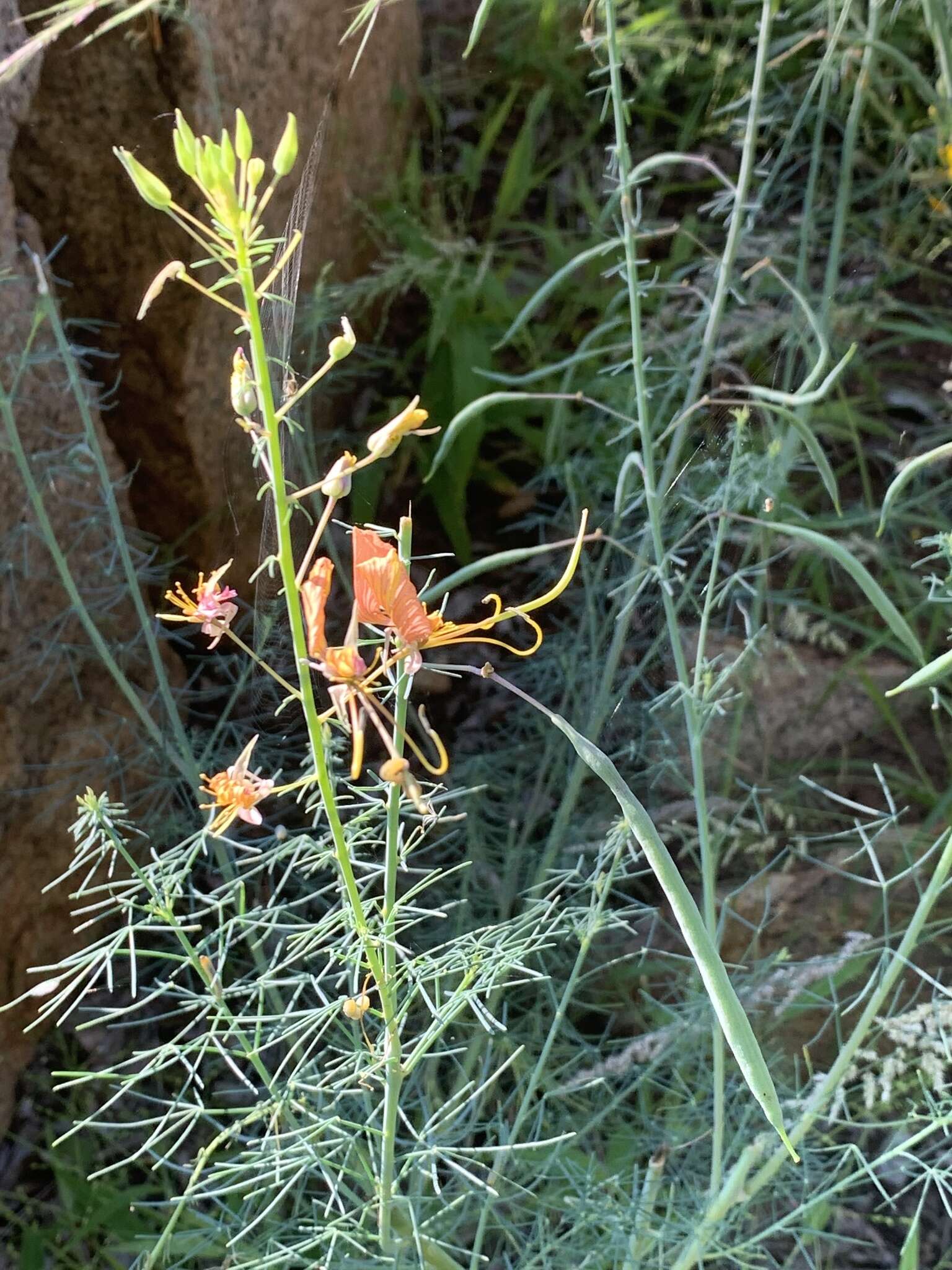 Image of Coalisina angustifolia subsp. petersiana (Klotzsch) Roalson & J. C. Hall