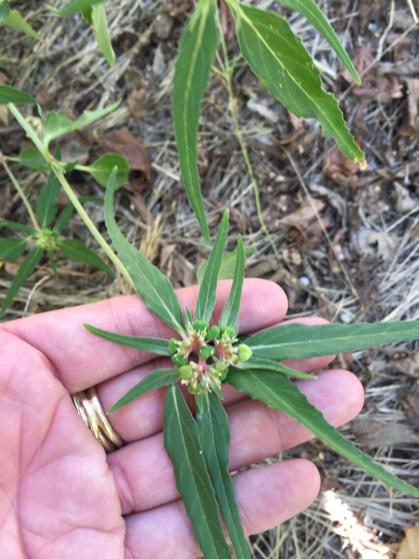 Слика од Euphorbia dentata Michx.