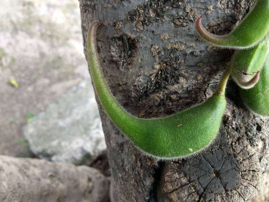 Image of ram's horn