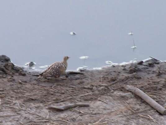 Image of Double-banded Sandgrouse