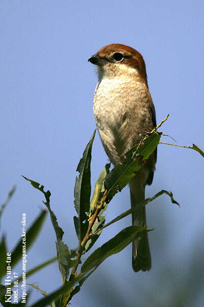 Image of Bull-headed Shrike