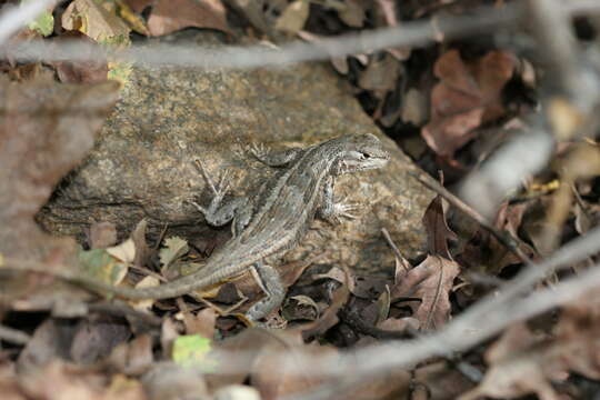 Image of Common Sagebrush Lizard