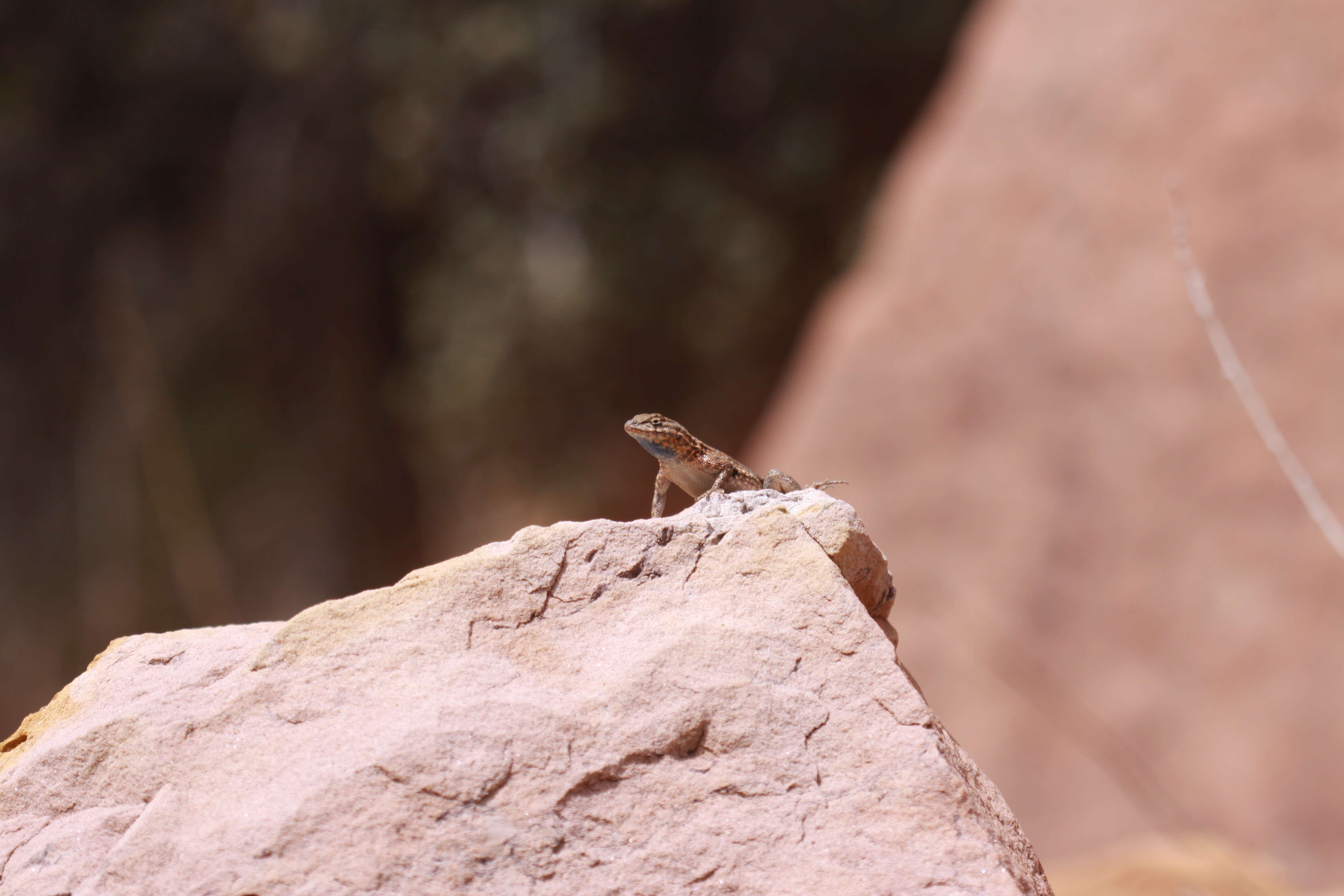 Image of common side-blotched lizard