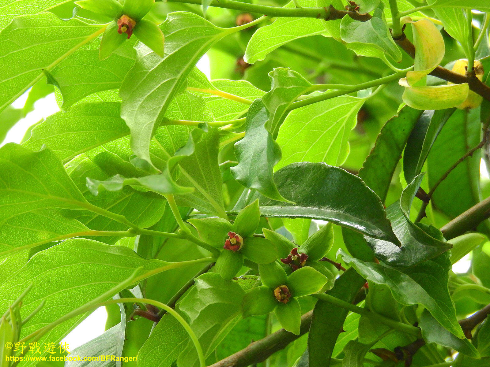 Image of Diospyros oldhamii Maxim.