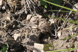 Image of Greater Short-horned Lizard