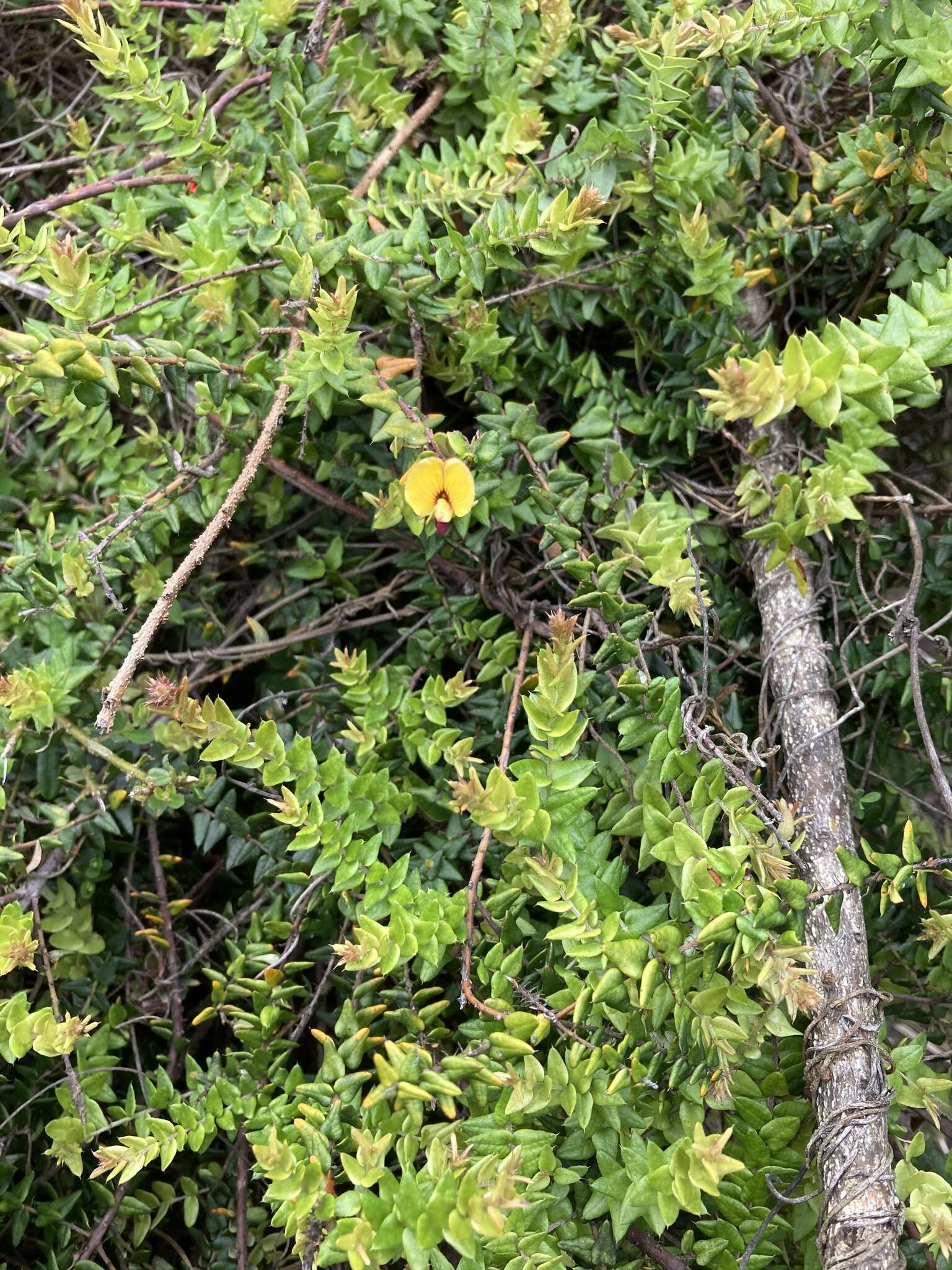 Image of Bossiaea cordifolia