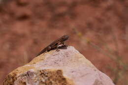 Image of common side-blotched lizard