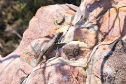 Image of Common Sagebrush Lizard