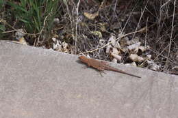 Image of common side-blotched lizard