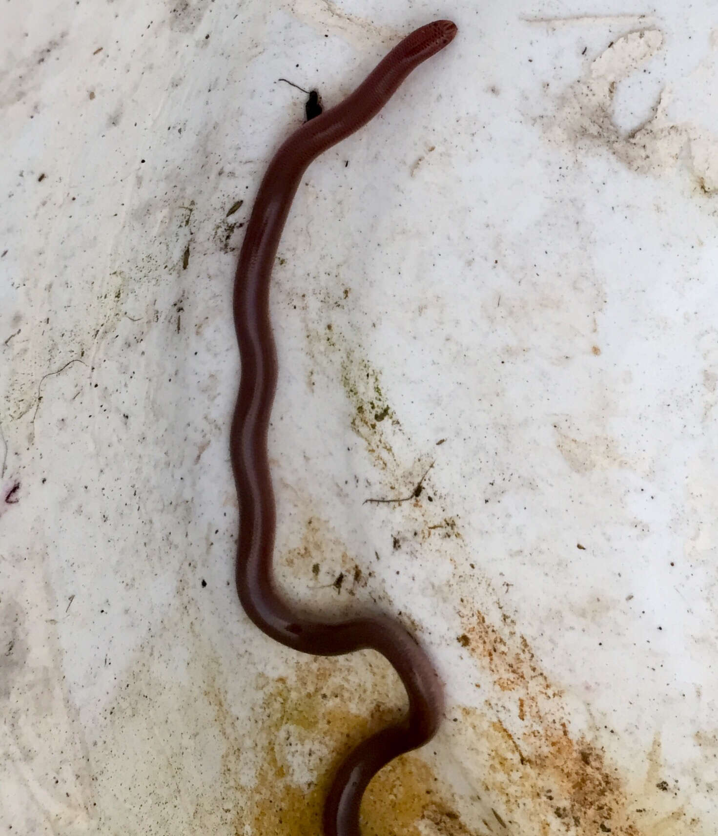 Image of Puerto Rican Coastal Blindsnake