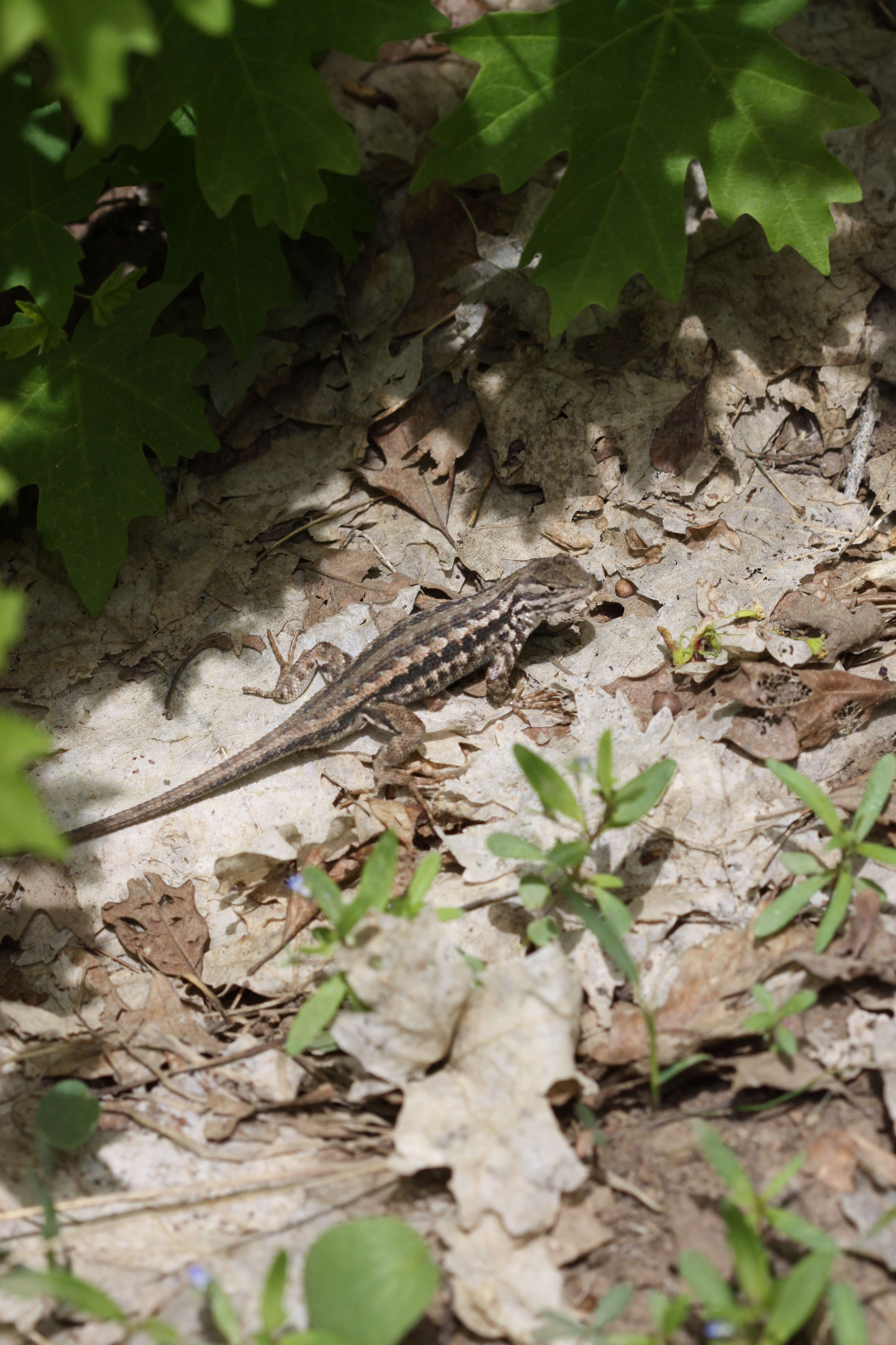 Image of Common Sagebrush Lizard