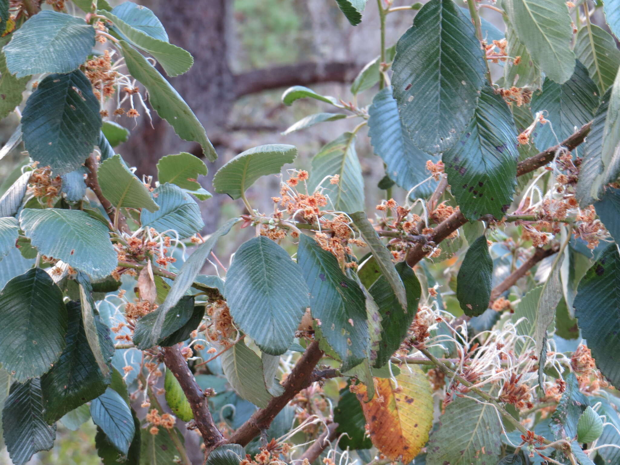 Cercocarpus macrophyllus C. Schneid.的圖片