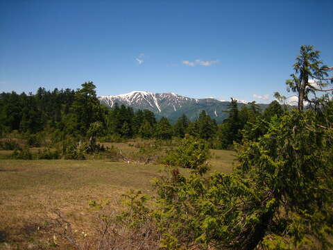 Image of Sawara Cypress