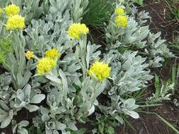 Image of Helichrysum cephaloideum DC.