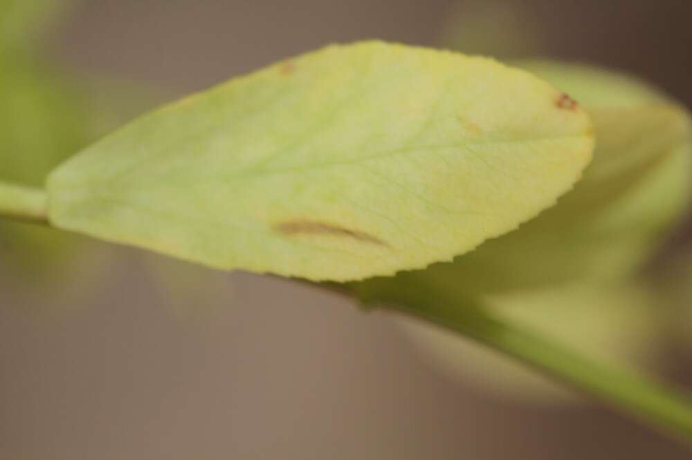Image of Euphorbia alta Norton