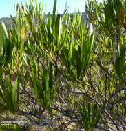 Image de Dodonaea viscosa subsp. angustifolia (L. fil.) J. G. West